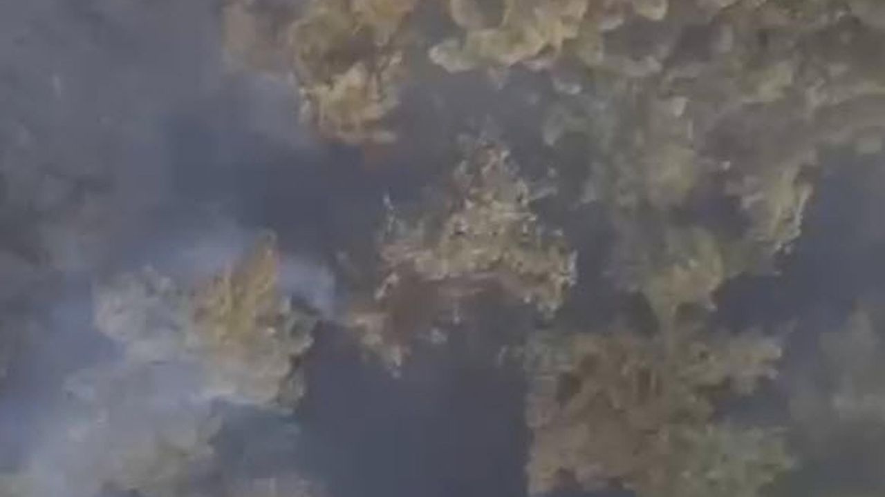 Balıkesir orman yangını